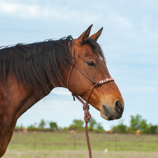 Brown Cheetah Halter