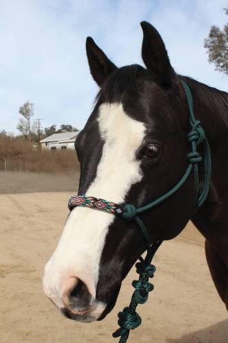 Green Beaded Halter